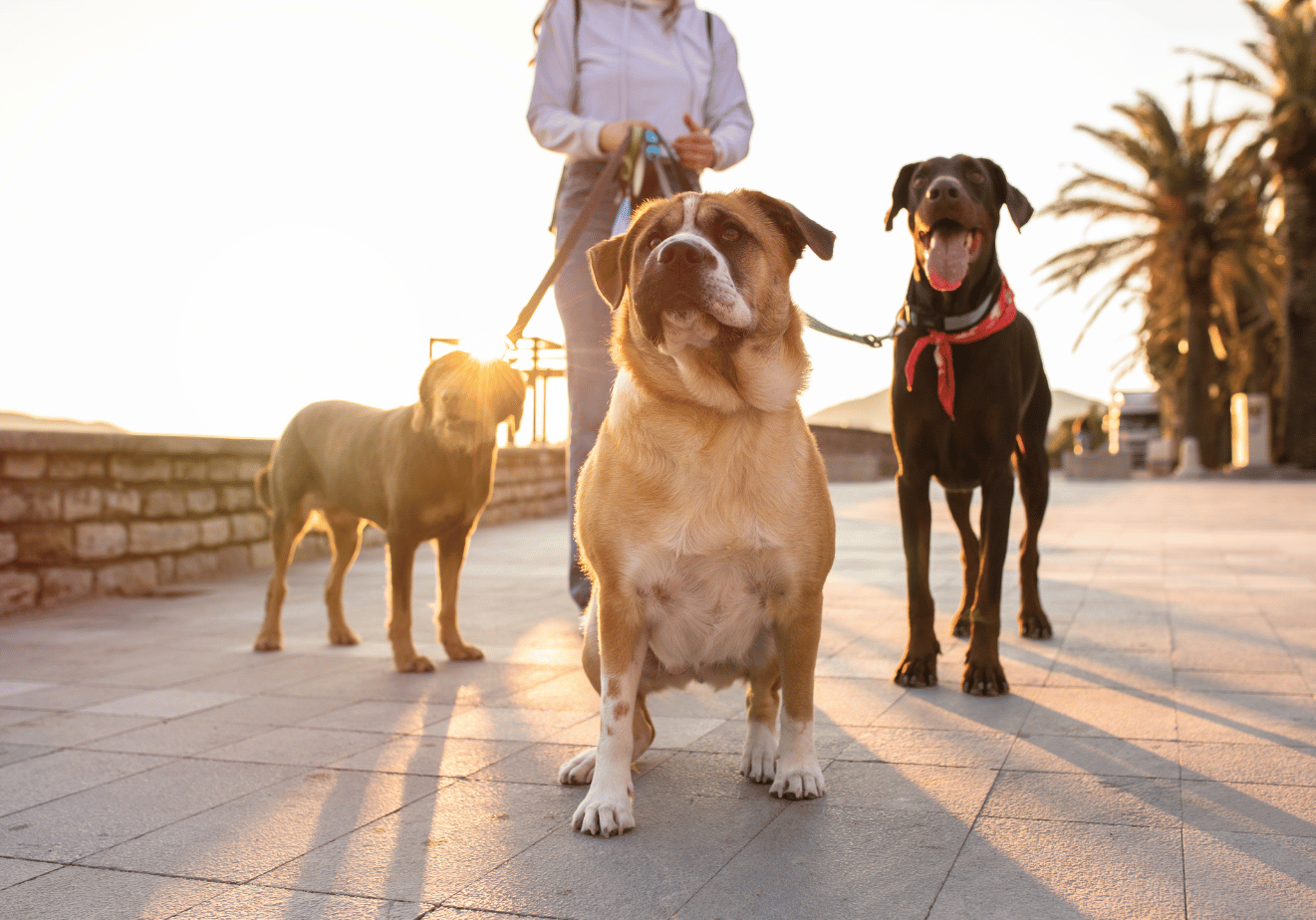 Entry level jobs working with animals in Australia | Jora