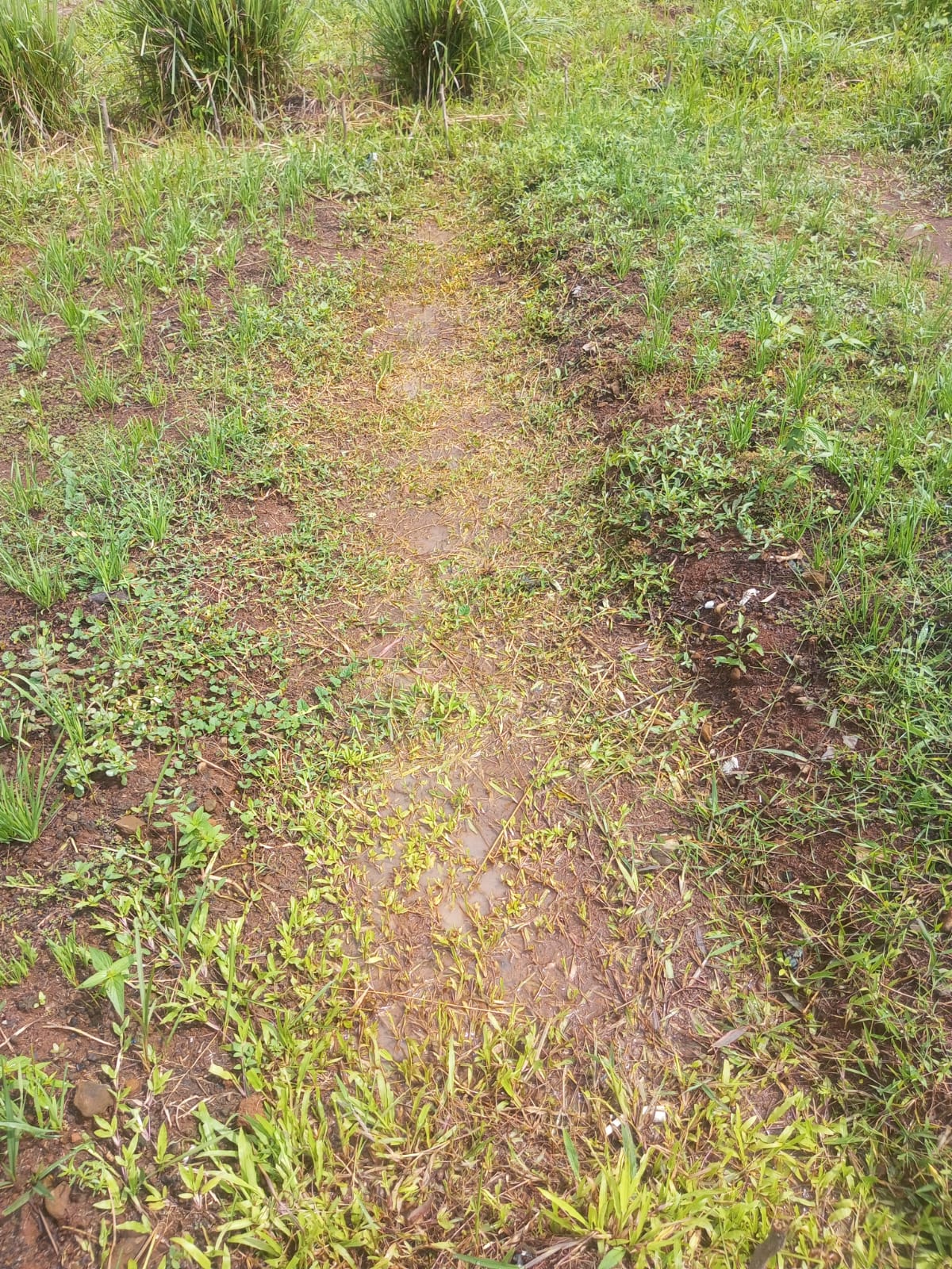 WhatsApp Image 2026-01-24 at 18.05.49.jpeg