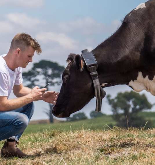 Halter CEO and Founder Craig Piggott in a field with a cow wearing a Halter smart collar.