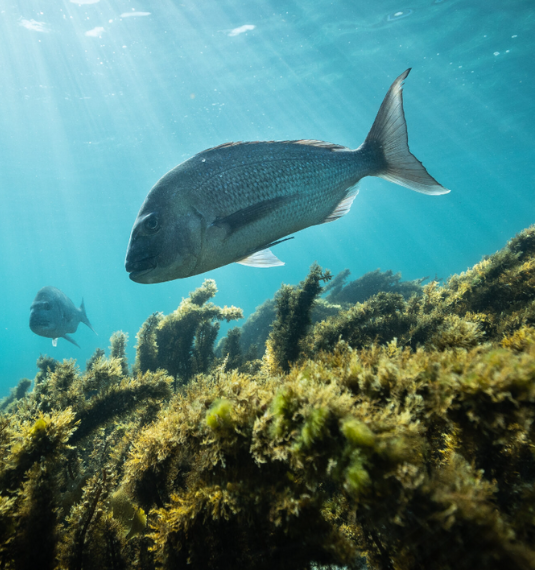 A fish swimming underwater across a kelp bed in the Hauraki gulf to represent Live Ocean foundation and the new marine protection bill | Generate