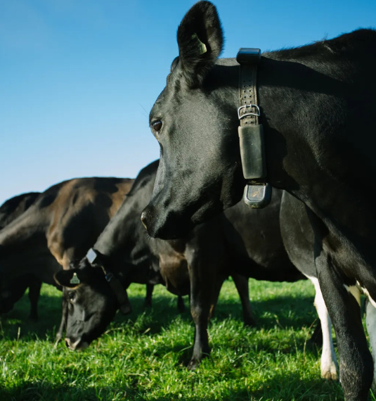 Photo of cows in a field wearing Halter smart collars to represent Generate's investment into Halter, a Kiwi agritech company now valued at $3.3 billion 