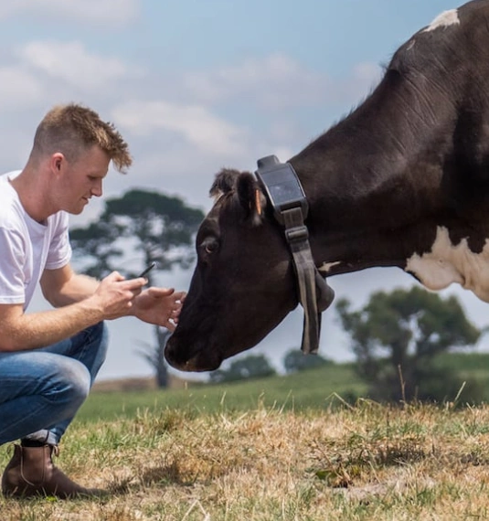 Halter CEO and Founder Craig Piggott in a field with a cow wearing a Halter smart collar.