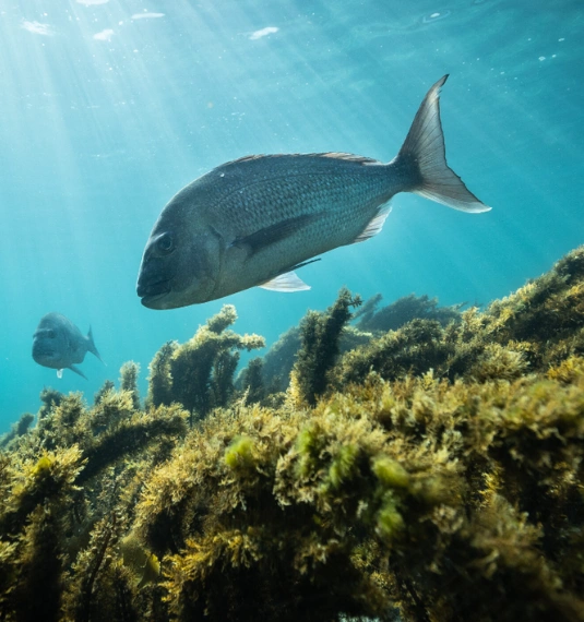 A fish swimming underwater across a kelp bed in the Hauraki gulf to represent Live Ocean foundation and the new marine protection bill | Generate