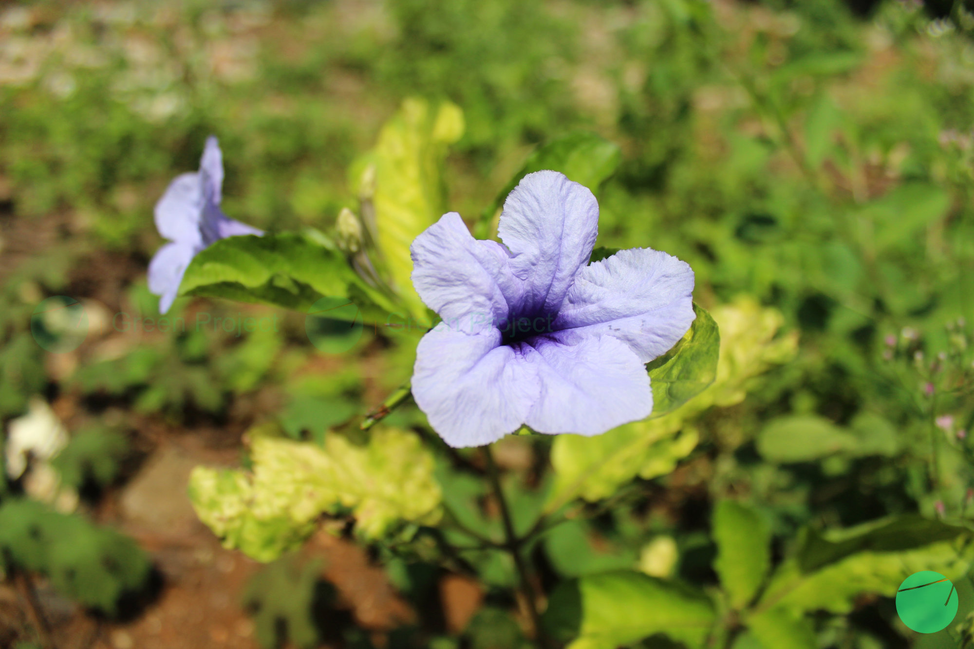 kencana ungu - Ruellia simplex - 1.jpg