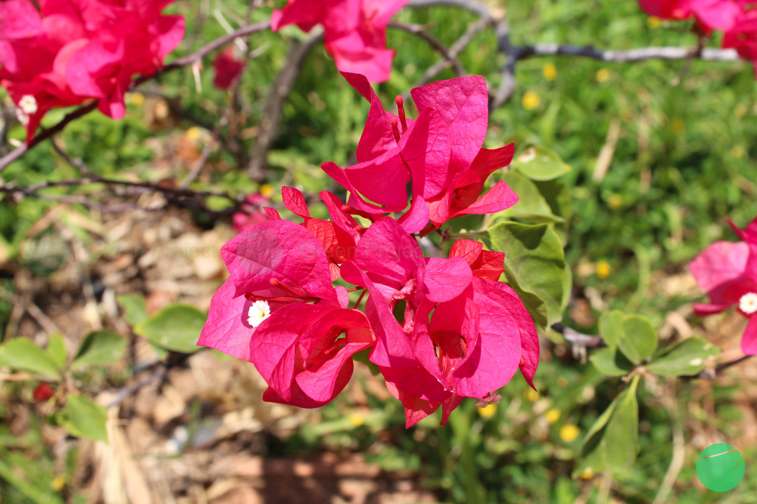 bougainvillea - 1.jpg