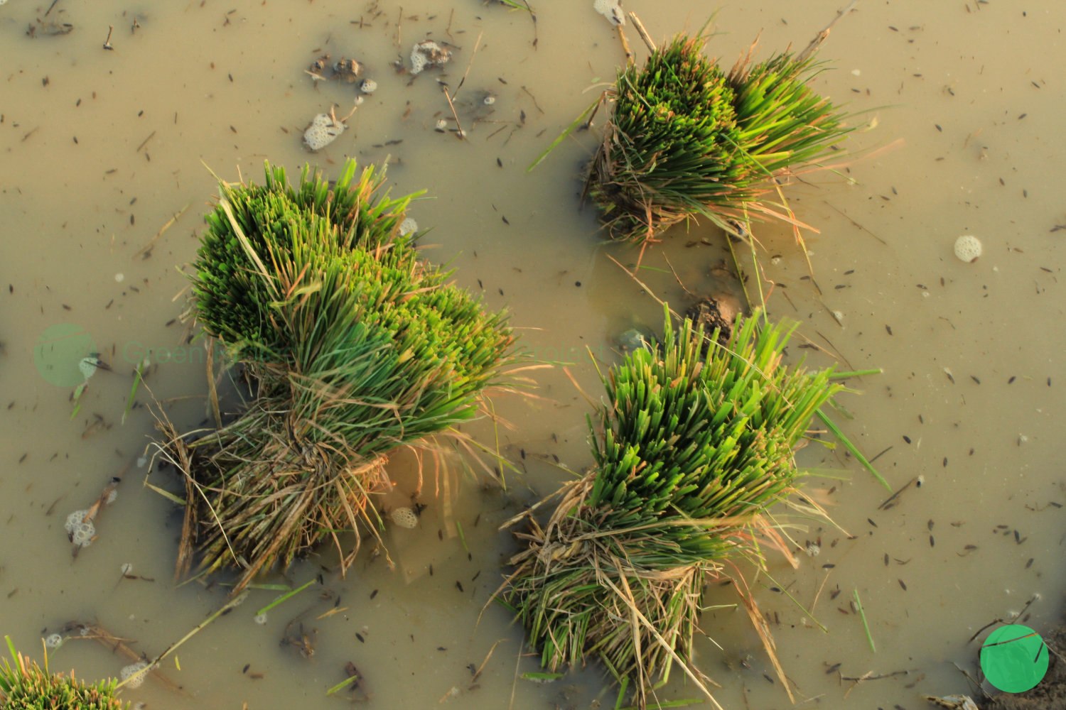 petani membereskan lahan pada musim panas di danau setu patok - 4.jpg