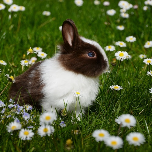 rabbit.jfif