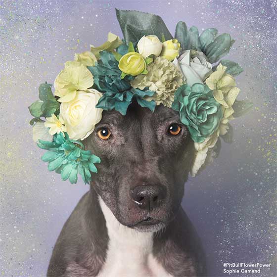 dog 9.jpg