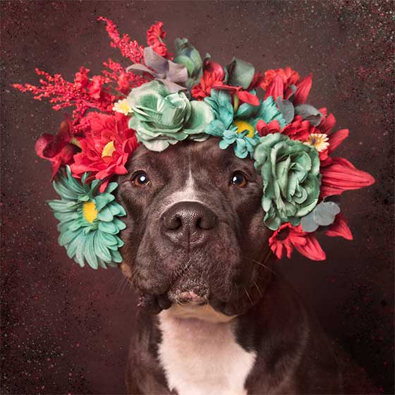 dog 8.jpg