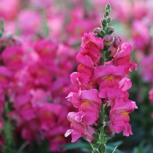 snapdragons.jpg