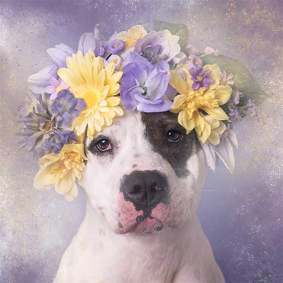 dog 5.jpg