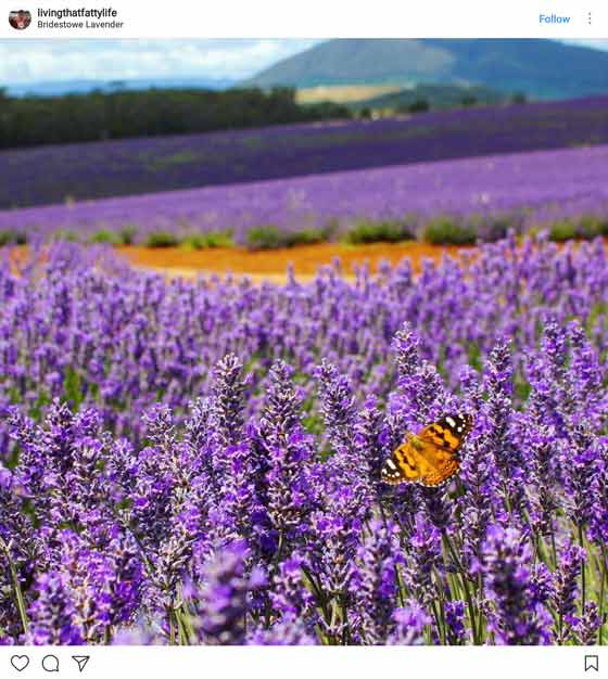 lavender.jfif