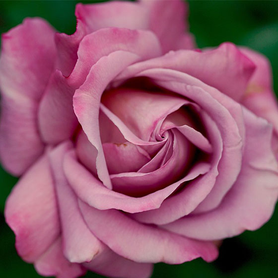rose.jpg