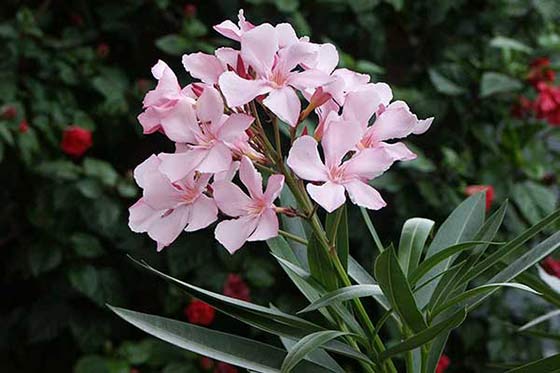 Oleander.jpg