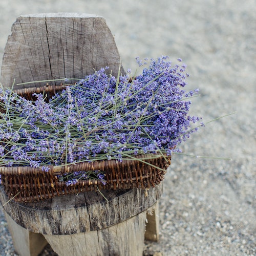 lavenders.jpg