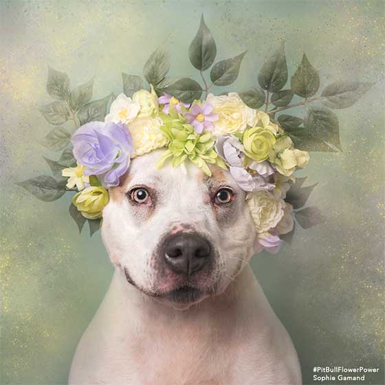 dog 2.jpg