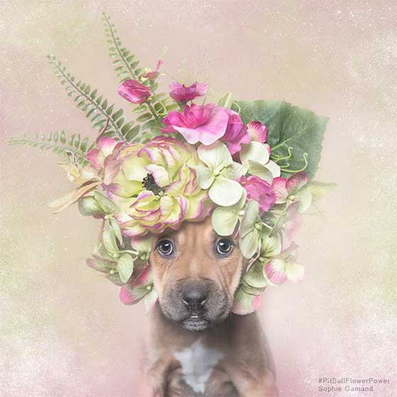 dog 11.jpg