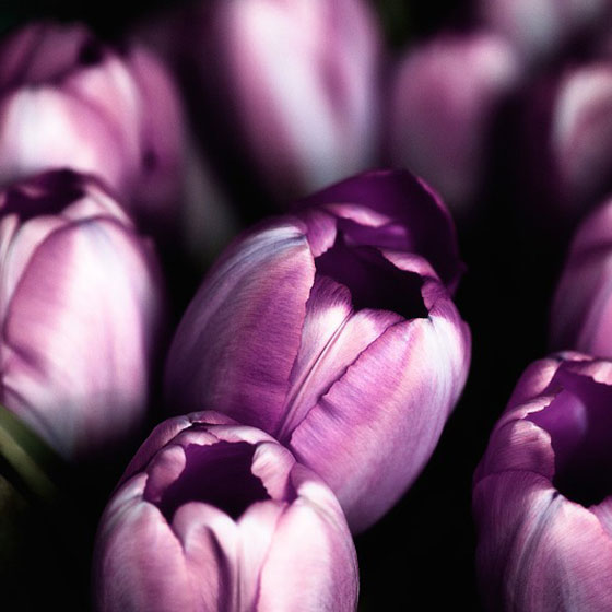 tulips.jpg
