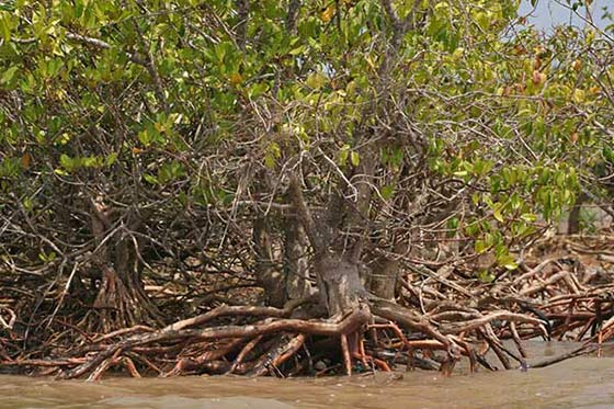 Milky Mangrove.jpg