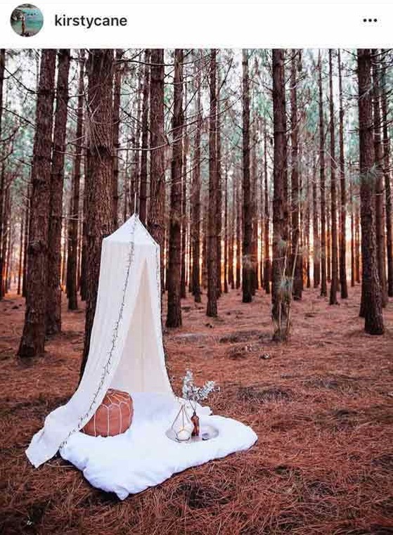 pine woods picnic.jfif