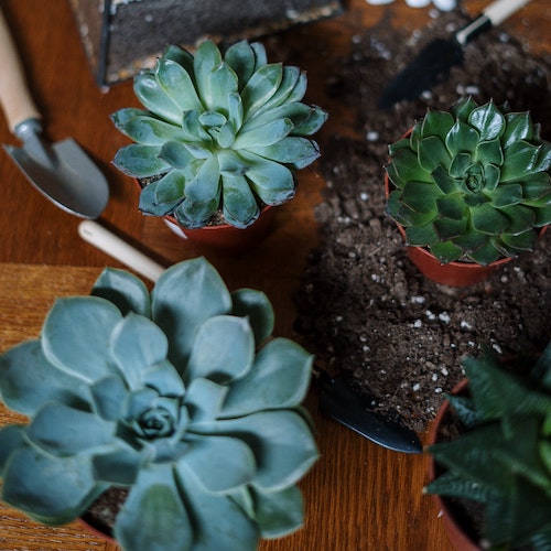 succulent planting.jfif