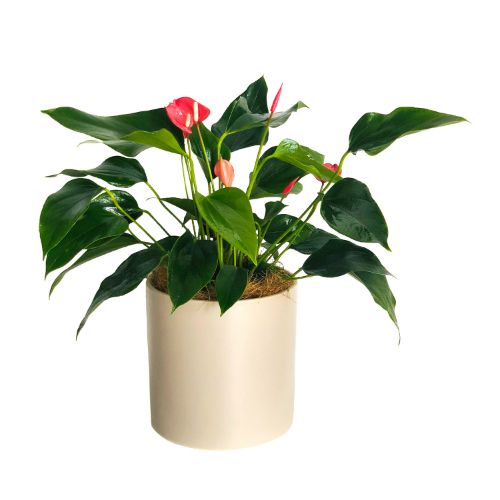flamingo flower.jfif