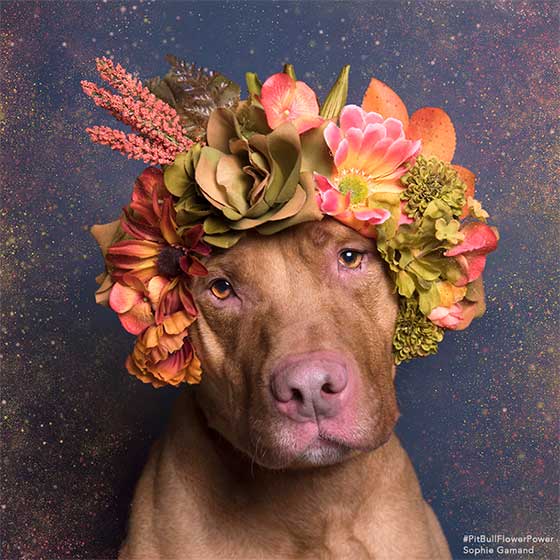 dog 4.jpg