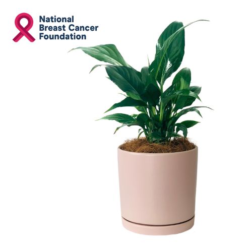 fiddle leaf.jfif