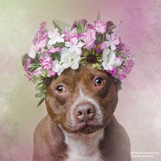 dog 7.jpg