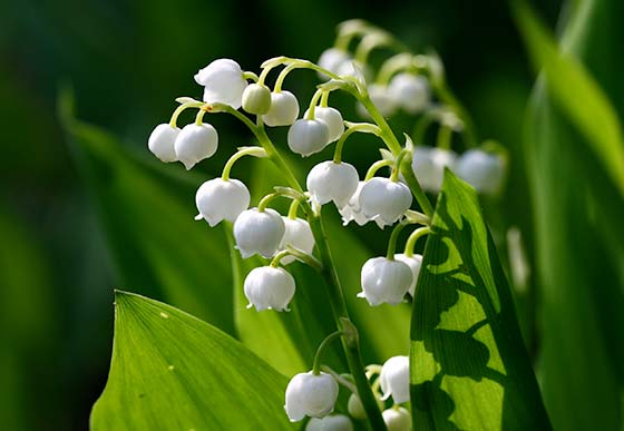 Lily of the valley.jpg