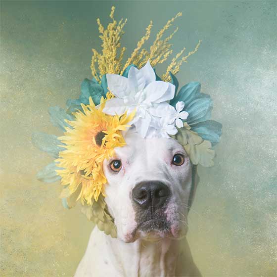 dog 10.jpg