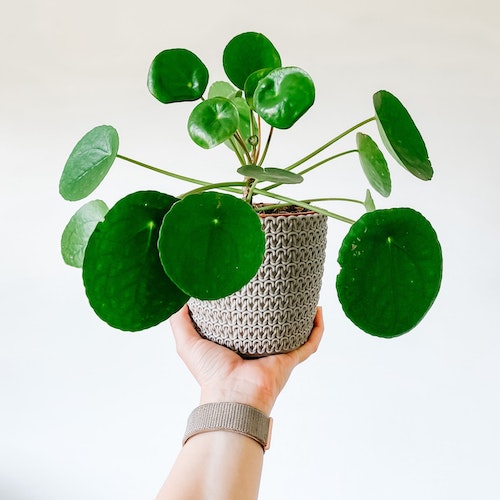 moneyplant.jfif
