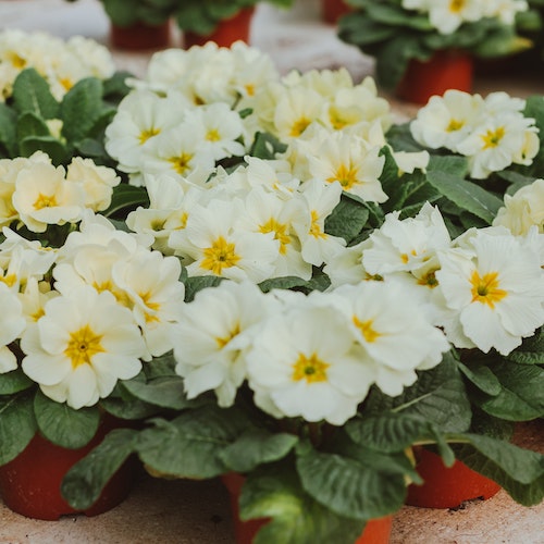 primroses.jpg