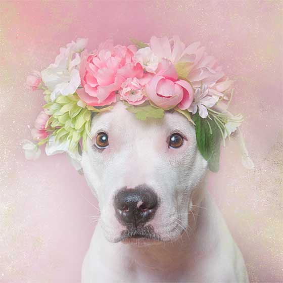 dog 6.jpg
