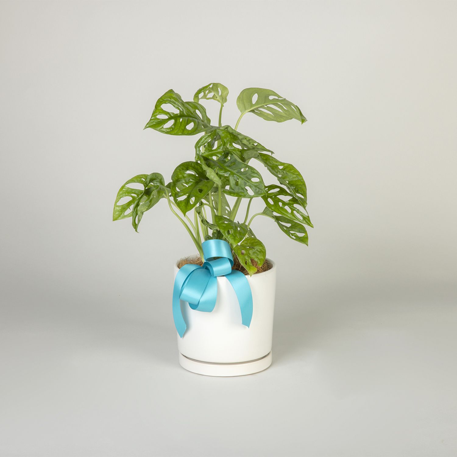 Monstera Adansonii Plant