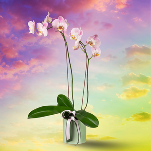 WKD04_S_Portrait Background.png