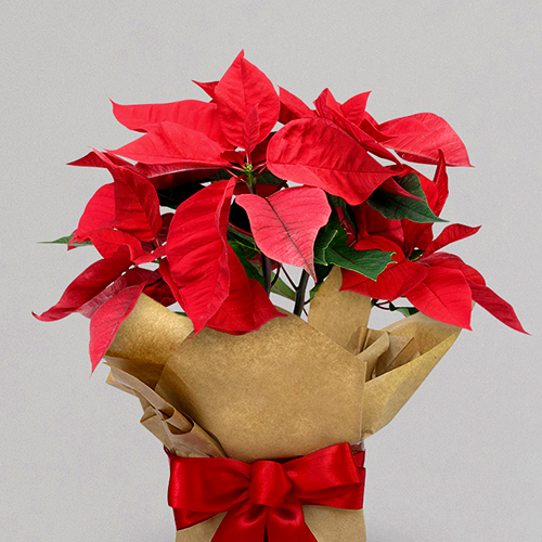 Poinsettia