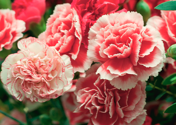Carnations