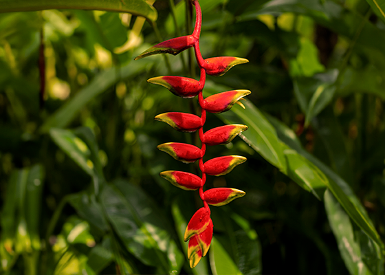 Heliconia