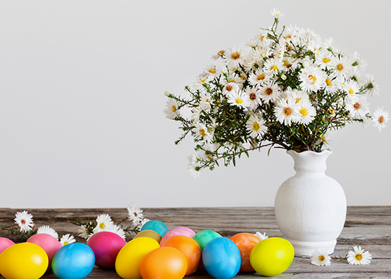 Easter Daisy