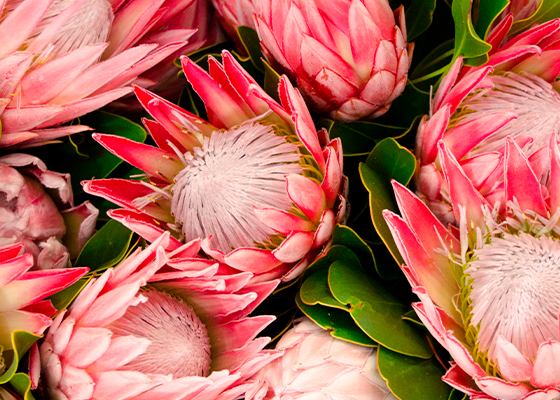 Protea