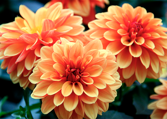 Dahlia