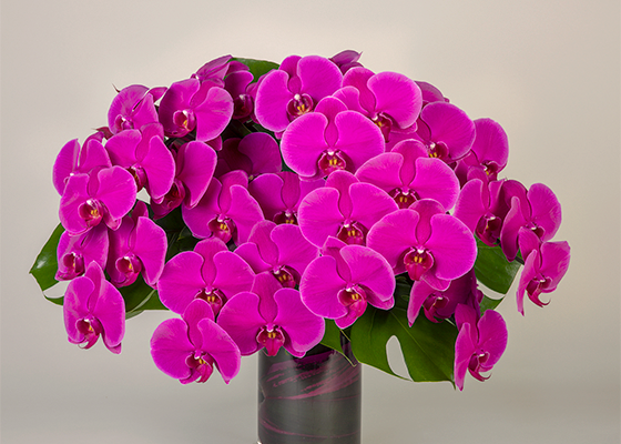 Orchids