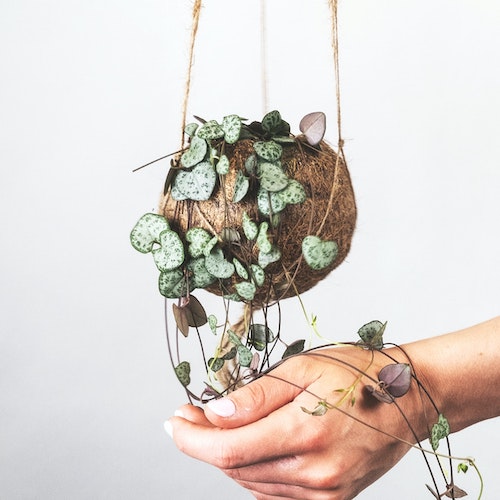 kokedama.jfif