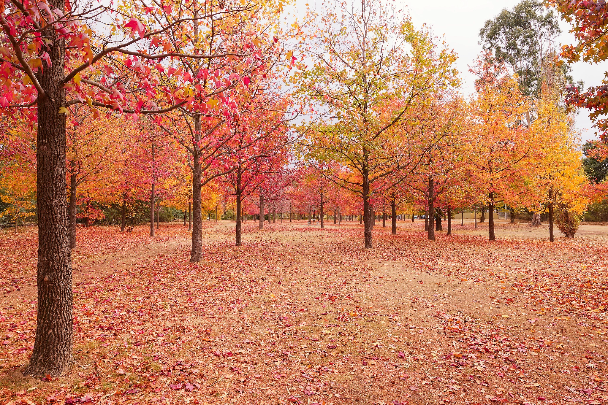 Australian Landscape