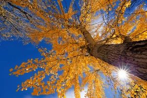 Australian Landscape