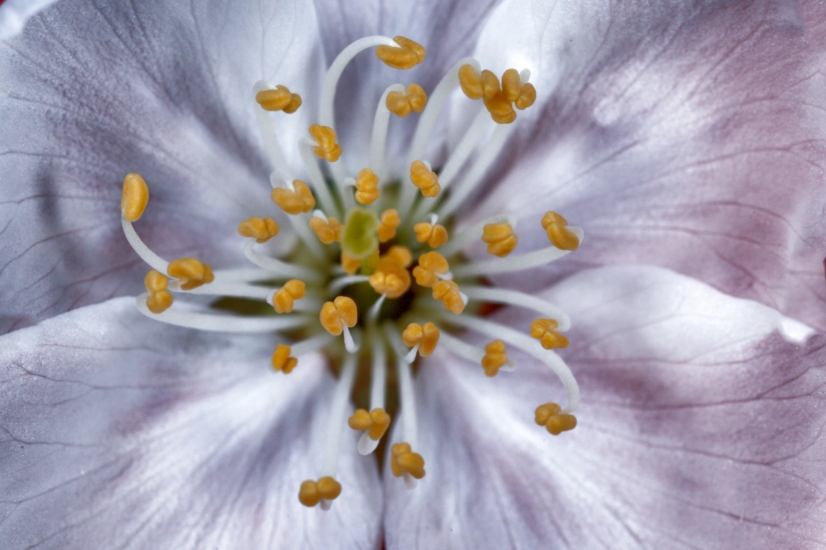 Visa 191 - Permanent Residence (Skilled Regional) visa image