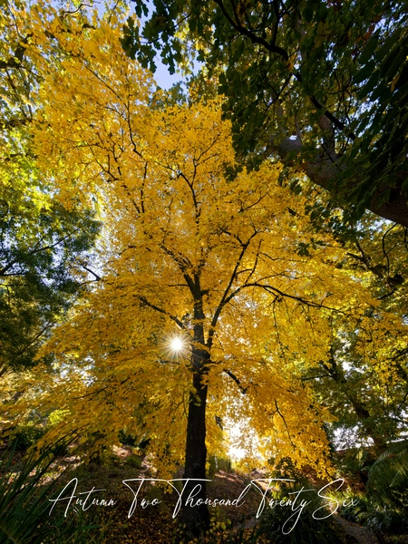THÔNG BÁO TĂNG PHÍ NỘP ĐƠN XIN QUỐC TỊCH TỪ 1/7/2025 image