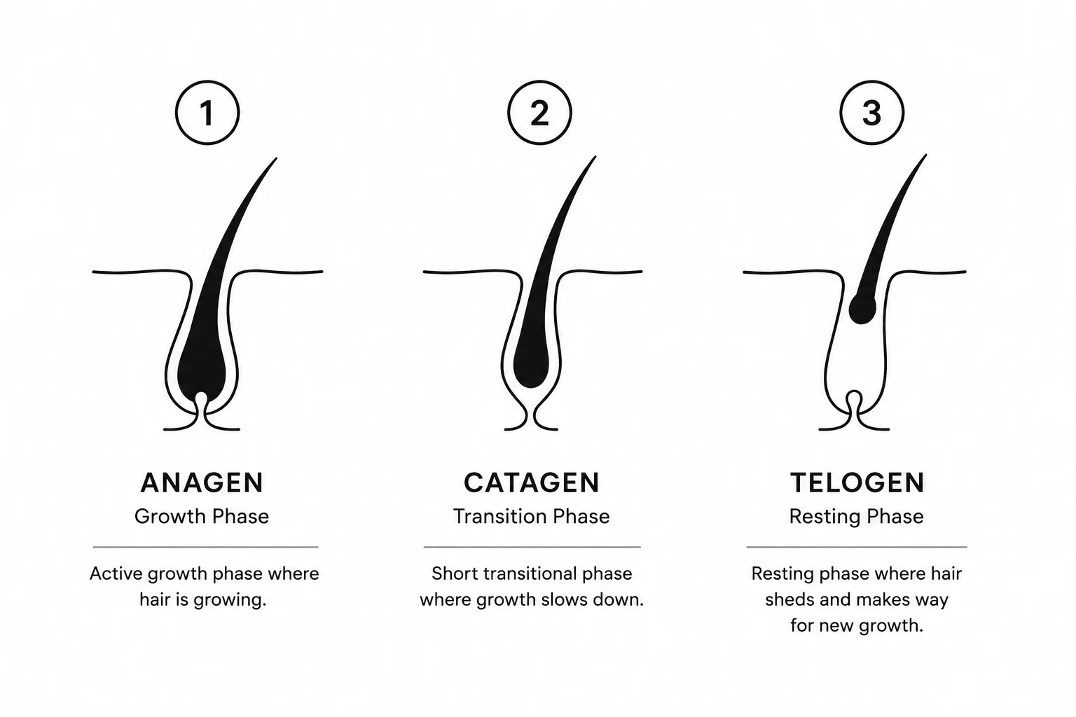 What Happens During Hair Loss.webp